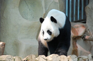 giant panda bear standing on the rock with grey wall for background and decorate wallpaper