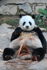 Fototapeta premium giant panda eating bamboo in the zoo stick background with black eye and grey stomach