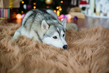 Naklejka premium portrait of a husky