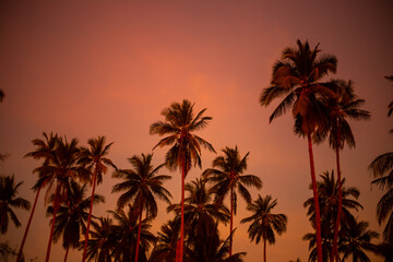 Fototapeta na wymiar Tall palm trees against a bright orange sky at sunset on the sea coast. Travel and tourism
