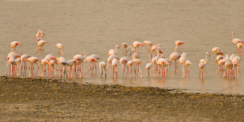  Greater flamingo's (Phoenicopterus roseus) foraging in a salt lake, Sowa Pan Botswana - obrazy, fototapety, plakaty