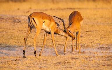 Two Impala bucks (Aepyceros melampus) fighting
