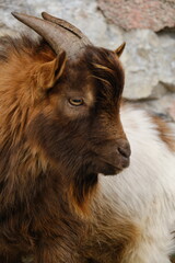 La capra nana che si aggirava a Portofino in cerca di erba o fogliame.