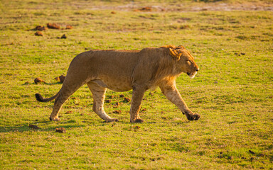 Young male Lion (Panthera leo) on the prowl