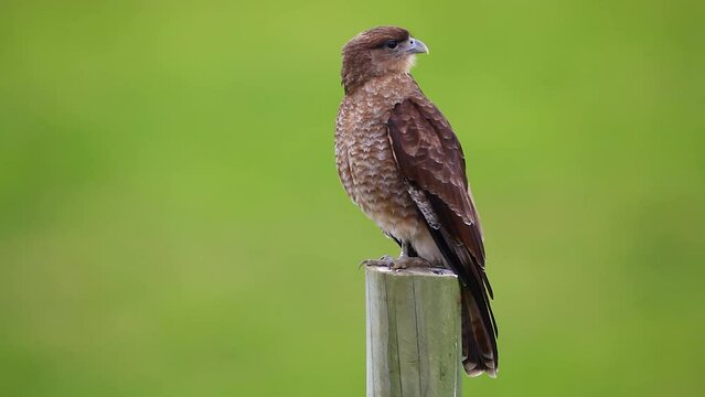 Chimango Caracara (milvago chimango) perched on a pole against green background