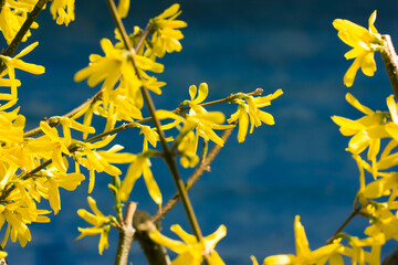 Forsythia flowers in a breeze - an early flowering shrub with small yellow flowers in blooming...