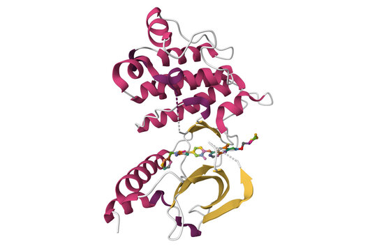 Structure of c-Met with inhibitor. 3D cartoon model, secondary structure color scheme, PDB 2rfn