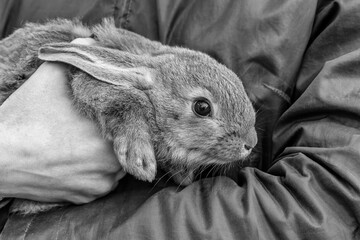 Black and white view of a female hand holding a rabbit