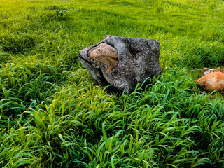 tree stump in the rolling grass