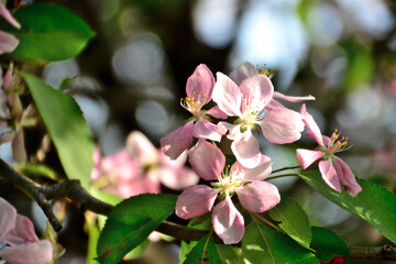 pink flowers of blooming apple tree isolated on branch with green leaves, close-up 