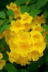 Closeup of Bunch of Stunning Yellow Bell Flowers Blossoming on the Tree