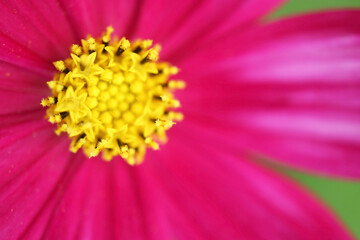 Closeup Incredible Details of the Pollen of Cosmos or Mexican Aster