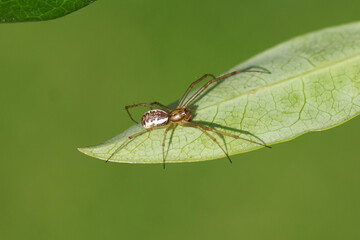 Spider Linyphia triangularis of the family Linyphiidae on a leaf. Dutch garden, Late summer, September, Netherlands	