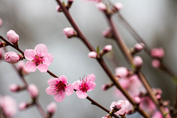 Fototapeta na wymiar The fruits blossom in spring