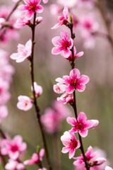 The fruits blossom in spring