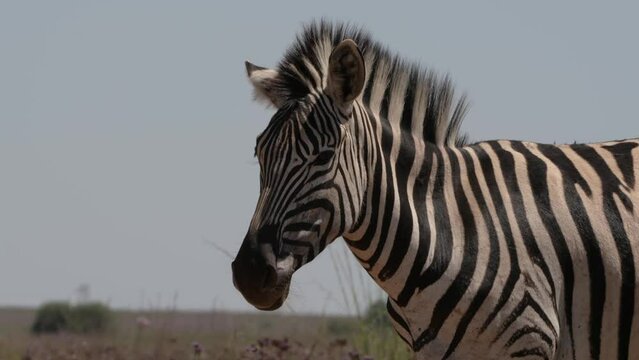 A 4k Video of a Zebra standing in the midday sun with Muscles twitching to keep flies and bugs off of its pelt and fur, Taken in its natural habitat in a game reserve in South Africa during a Safari D