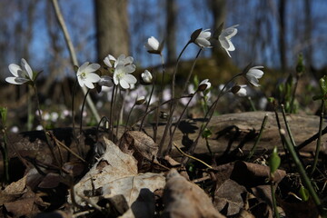 Hepatica white spring flower bloom in forest Ontario