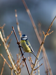 Blue tit Bird (Eurasian Blue tit) resting on vertical branch with sunshine on and creamy colorful bokeh nature Background.