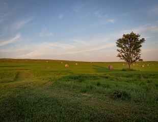 Fototapeta premium pasture view at sunset