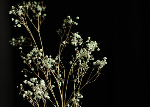 dark still life with white flowers dried flowers on a black background
