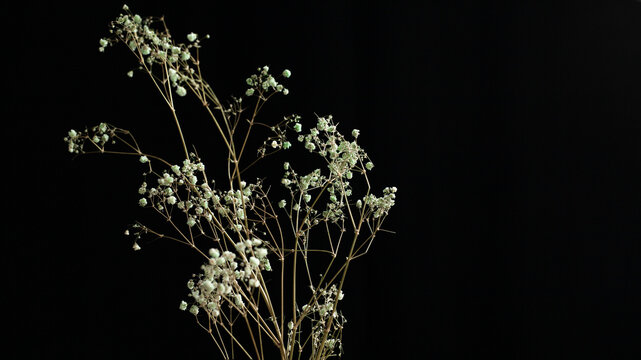 dark still life with white flowers dried flowers on a black background