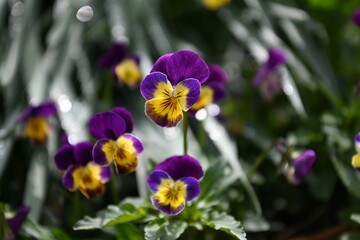 violetta fiore fiori primavera 
