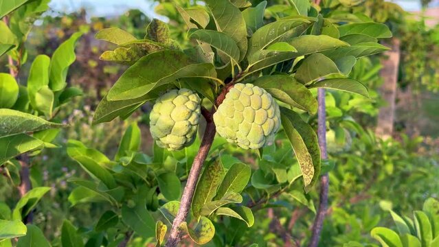 Custard apple tropical exotic fruit. Sugar Apple, Annona, sweetsop. Thai or Vietnam fruit is growing on a branch of tree on natural sky sunny background. 