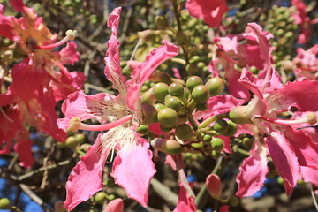 Closeup of Gorgeous Pink Ceiba Speciosa Flowers Blossoming on the Tree
