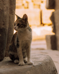 cat in the temple of luxor egypt - obrazy, fototapety, plakaty
