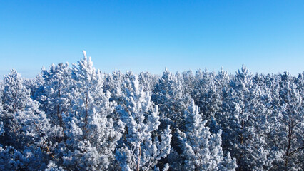 Beautiful winter in the forest v2