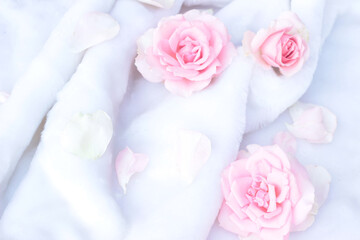 pink roses  on whte background.