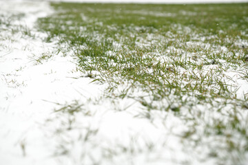 winter wheat covered with snow. flying snow in a field with sprouting green wheat.