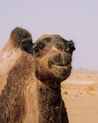 happy looking camel in the white desert in egypt
