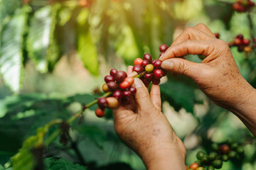 Arabica coffee berries, Farmer's hand harvesting ripe coffee beans on coffee plant.