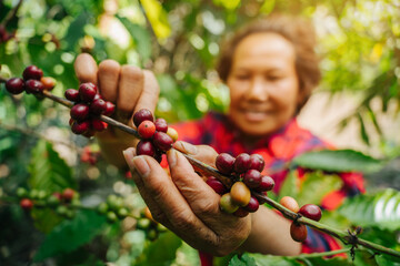 Agriculturist harvesting ripe arabica coffee beans on coffee plant. Arabica coffee berries. Vietnam.
