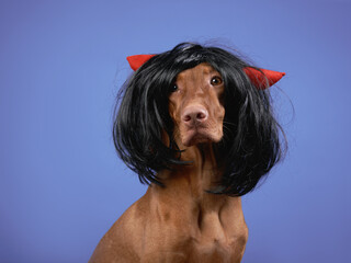 Funny dog in a black wig. Hungarian vizsla on a blue background. Pet in carnival halloween costume