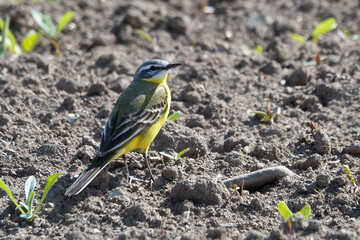 Schafstelze (Motacilla flava)