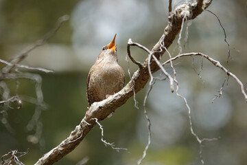 Zaunkönig (Troglodytes troglodytes)