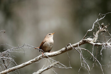 Zaunkönig (Troglodytes troglodytes)