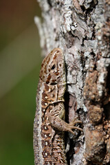 Zauneidechse (Lacerta agilis)