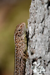 Zauneidechse (Lacerta agilis)