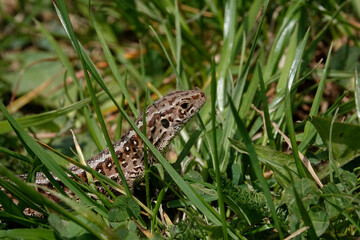 Obraz premium Zauneidechse (Lacerta agilis)