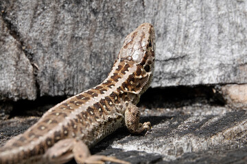 Zauneidechse (Lacerta agilis)