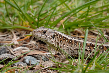 Zauneidechse (Lacerta agilis)