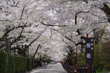 サクラの坂