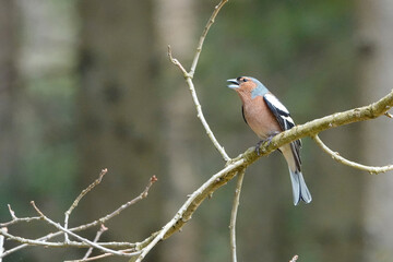 Buchfink (Fringilla coelebs)