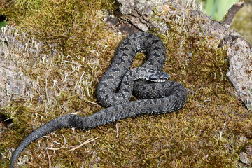 Kreuzotter (Vipera berus)