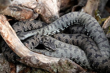 Obraz premium Kreuzotter (Vipera berus)
