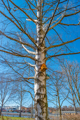 Funny and creative birdhouses at the old birch tree at early Spring at sunny day and blue sky.