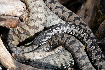 Kreuzotter (Vipera berus)